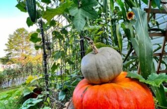 Scott’s New Love of Gardening