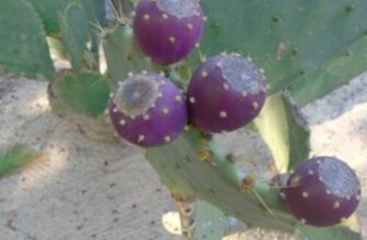 Fall in South Carolina – FineGardening