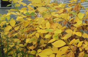 Fall Beauties From Nancy – FineGardening