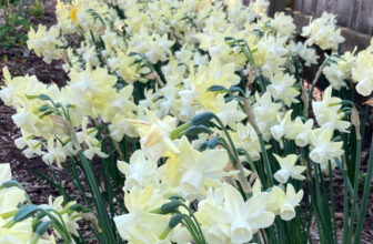 Garden Highlights of 2022 – FineGardening