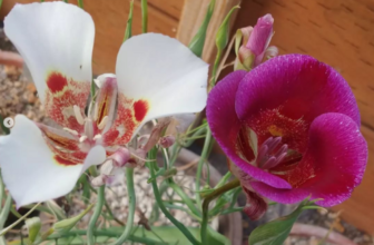 Bulbgirl’s Unusual Plants – FineGardening