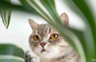 Are Dracaena Plants Toxic To Cats? Is The Dracaena Poisonous?