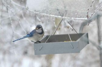 best practices in bird feeding, with julie zickefoose