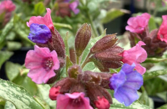 Dry Shade Plants That Thrive in Northern California