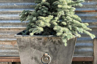 Tips and Tricks for Container Gardening With Conifers