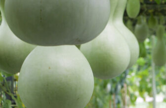 How to Grow Bottle Gourds