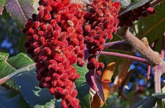 Plants With Fruit for Overwintering Wildlife