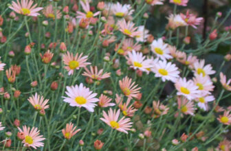 Perennials That Bloom Through Late Fall