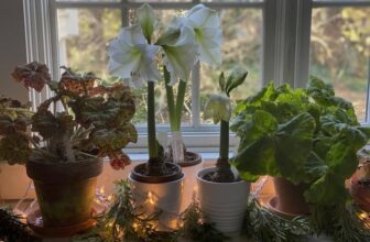 indoor botanical cheer to mark the winter solstice, with kathy tracey