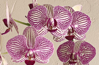 Keep Moth Orchids Happy and They’ll Bloom Year After Year