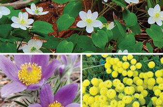 Late-Winter and Early-Spring Bloomers for Your Region