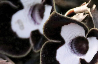 Late-Winter and Early-Spring Bloomers for the Midwest