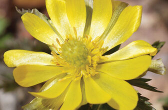 Late-Winter and Early-Spring Bloomers for the Northeast