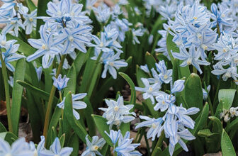Late-Winter and Early-Spring Bloomers for the Northern Plains