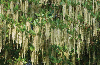 Late-Winter and Early-Spring Bloomers for the Northwest