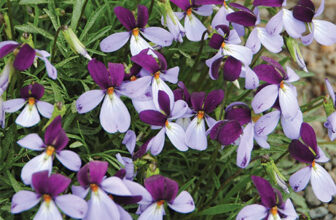 Late-Winter and Early-Spring Bloomers for the Southeast