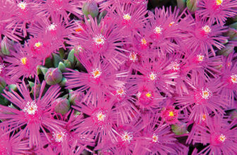 Late-Winter and Early-Spring Bloomers for the Southwest