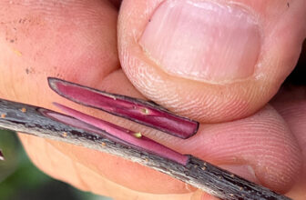 3 Less-Common Grafting Methods – FineGardening