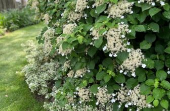 GPOD on the Road: Toronto Garden Tour