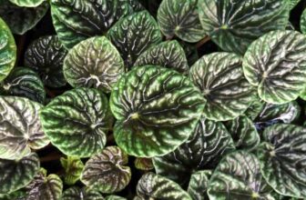 Why Are My Peperomia Leaves Curling