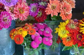 What Are The Differences Between Zinnia And Dahlia Plants?