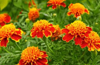 Is It Good To Grow Marigolds In The Garden?