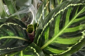 What Is A Good Calathea Fertilizer?