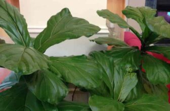 Are Fiddle Leaf Fig Trees Safe For Cats?