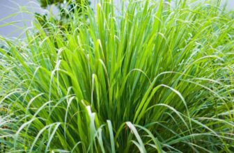 How To Grow and Care For Cymbopogon Citratus