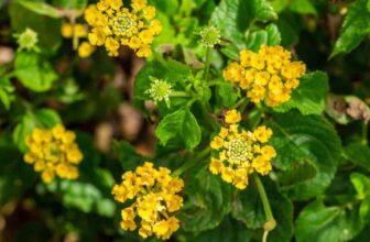 What Is Lantana Depressa And How To Grow It