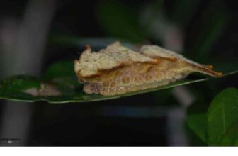 What Is A Hag Moth? Is It Safe?