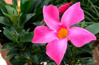 How To Grow And Care For Dipladenia In Containers And Pots