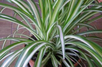Do Spider Plants Like Coffee Grounds?