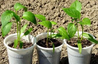 When To Start Fertilizing Pepper Seedlings?