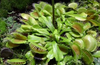 How Big Do Venus Fly Traps Get