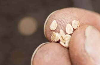 How To Save Tomato Seeds