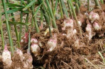 How To Grow Ginger Root
