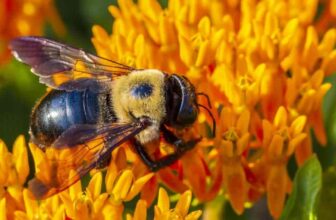 How To Get Rid Of Carpenter Bees With Vinegar