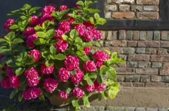 How Long Do Hydrangeas Bloom