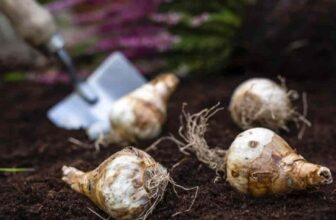 How Deep To Plant Daffodil Bulbs