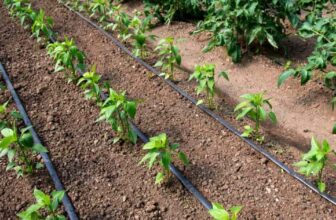 How Far Apart To Plant Peppers