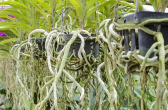 How To Repot An Orchid With Air Roots