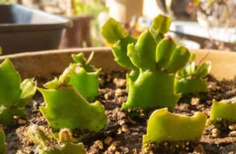 How To Grow Succulents From Cuttings