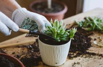 How To Propagate Succulent Plants: Leaves | Stems