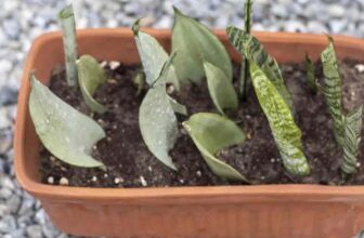 How To Grow Succulents From Leaves