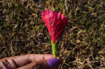 What Causes Hibiscus Blight Disease?