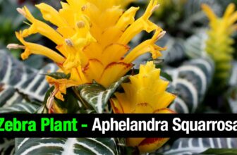 How To Grow Aphelandra Zebra Plants