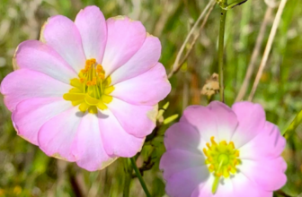 Unusual Beauties From Wiley – FineGardening