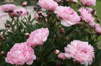 Do Deer Eat Peonies?