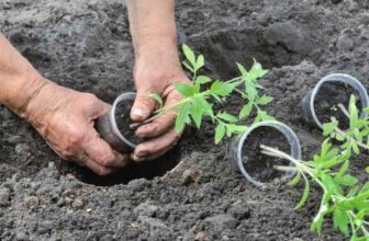 How Deep To Plant Tomatoes